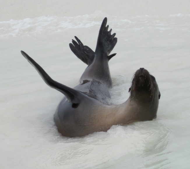 sea lion